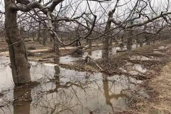 苹果怎么预防采前落果，喷施磷酸二氢钾可有效减少落果