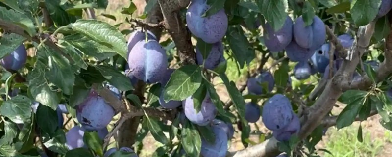 如何修剪西梅树，生长期修剪植株顶部的嫩芽和嫩叶
