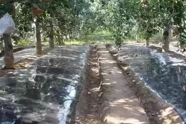 苹果怎么预防采前落果，喷施磷酸二氢钾可有效减少落果