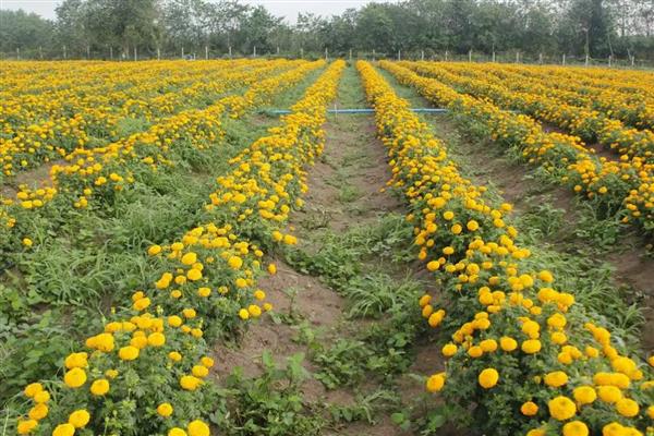 栽培菊花的建议，生长期每隔15-20天施加一次氮磷复合肥