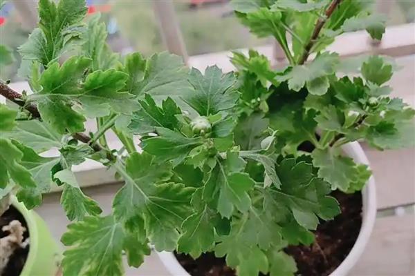 栽培菊花的建议，生长期每隔15-20天施加一次氮磷复合肥