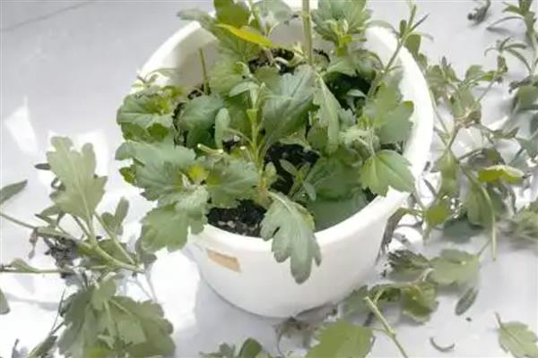 栽培菊花的建议，生长期每隔15-20天施加一次氮磷复合肥