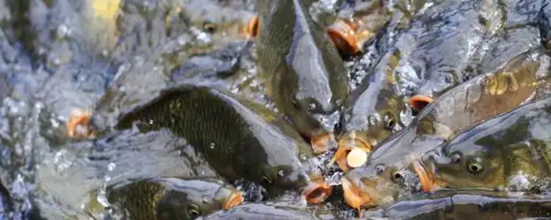 鲤鱼的养殖技术，鲤鱼苗一定要选择无病虫害的品种