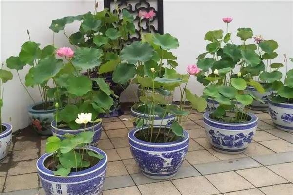 荷花的叶子发黑怎么处理，要马上修剪发黑的叶片