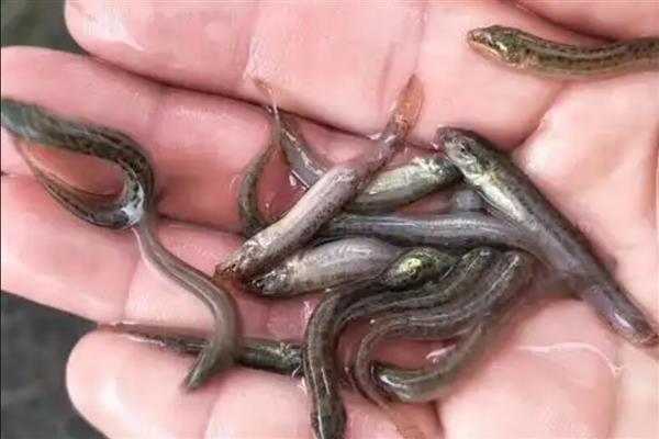 水泥池养殖泥鳅的常见误区，常见以下5点