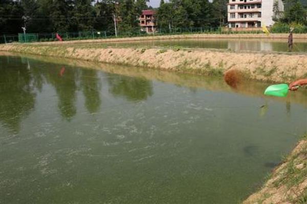 水泥池养殖泥鳅的常见误区，常见以下5点