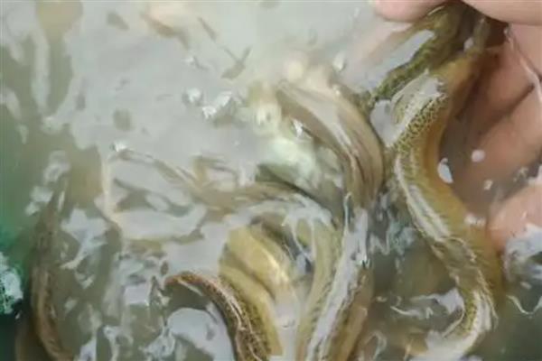 水泥池养殖泥鳅的常见误区，常见以下5点