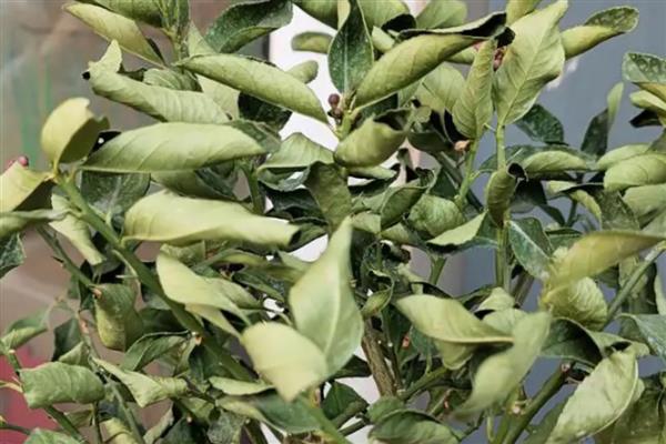 柠檬叶子卷曲的原因,可能是光照过强所致