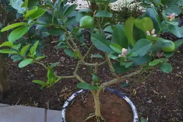 柠檬叶子卷曲的原因,可能是光照过强所致