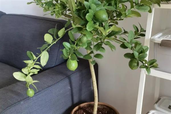 柠檬叶子卷曲的原因,可能是光照过强所致