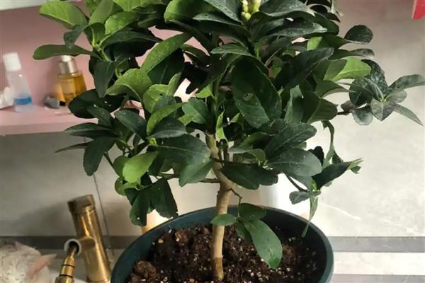 柠檬叶子卷曲的原因,可能是光照过强所致