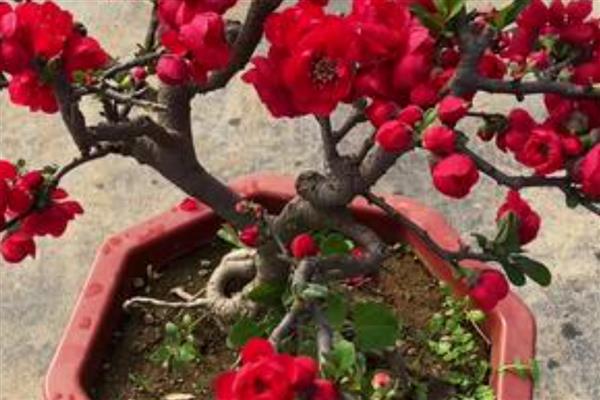 长寿冠海棠花的养殖方法，生长期间对光照的需求较大