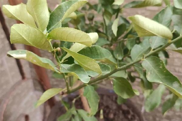 柠檬叶子卷曲的原因,可能是光照过强所致