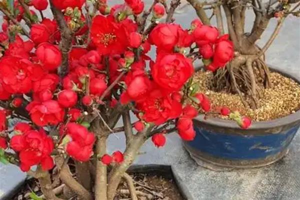 长寿冠海棠花的养殖方法，生长期间对光照的需求较大