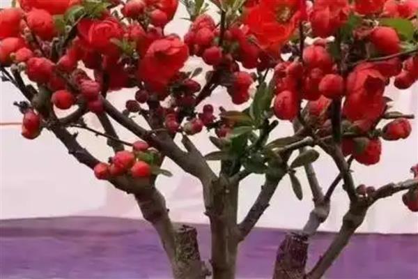 长寿冠海棠花的养殖方法，生长期间对光照的需求较大