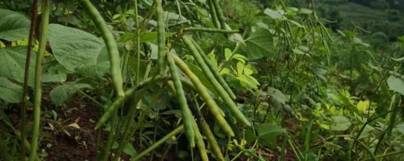 绿豆开花时能不能打药，使用溴氰菊酯等药物可防治蚜虫