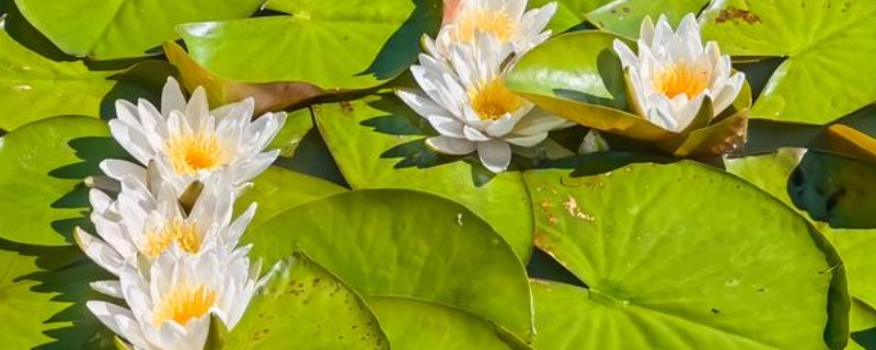 睡莲晚上会合拢的原因，缺少阳光的刺激时会合拢