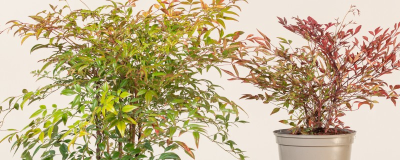 南天竹如何养殖，细苗半个月左右施一次薄肥