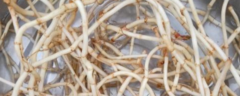 折耳根是不是鱼腥草，二者是同一种植物