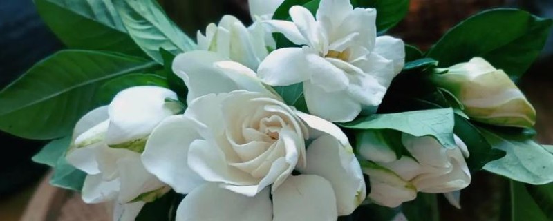 栀子花不开怎么办，花期要使用磷钾肥料