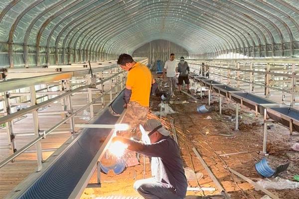 羊的养殖要点，种公羊每天喂食2-2.5kg鲜草