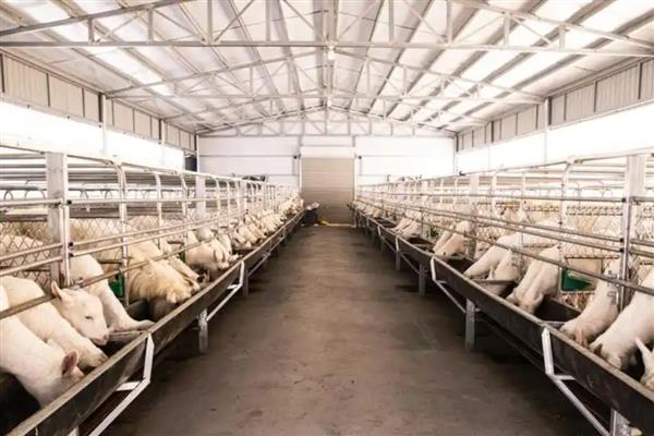 羊的养殖要点，种公羊每天喂食2-2.5kg鲜草