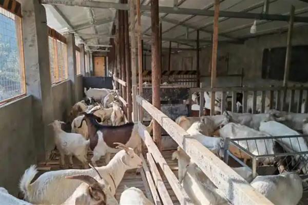 羊的养殖要点，种公羊每天喂食2-2.5kg鲜草