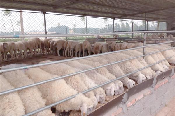 羊的养殖要点，种公羊每天喂食2-2.5kg鲜草