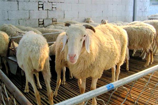 羊的养殖要点，种公羊每天喂食2-2.5kg鲜草