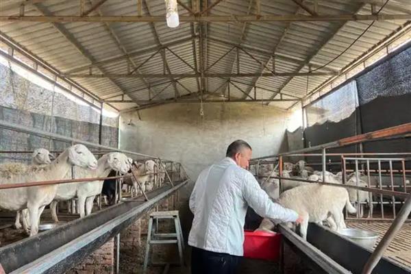 羊的养殖要点，种公羊每天喂食2-2.5kg鲜草