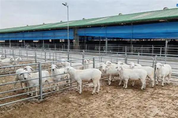 羊的养殖要点，种公羊每天喂食2-2.5kg鲜草