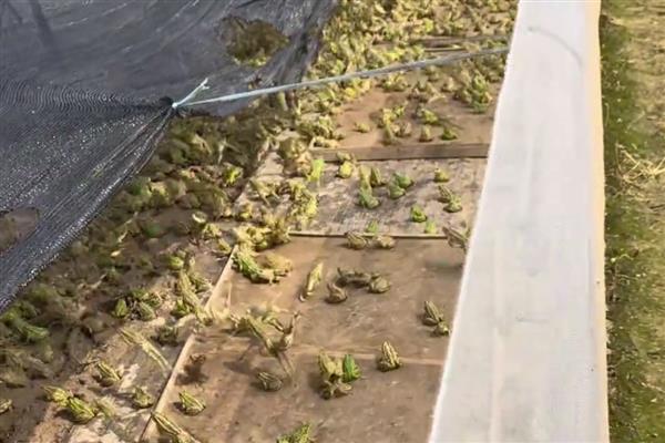 养殖青蛙需要办理哪些手续，要办理养殖证、营业执照等