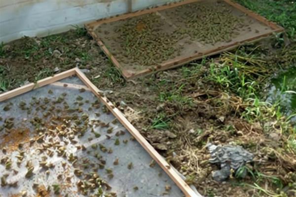 养殖青蛙需要办理哪些手续，要办理养殖证、营业执照等