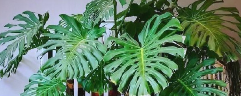 龟背竹吸甲醛吗，是可以吸收室内的甲醛的