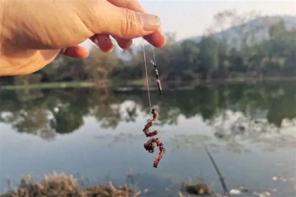 冬季钓鲈鱼钓浮还是钓底，要根据它们所处的水域来决定