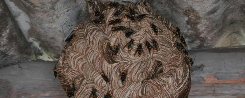 马蜂在家筑巢怎么处理,要尽早除去马蜂巢穴