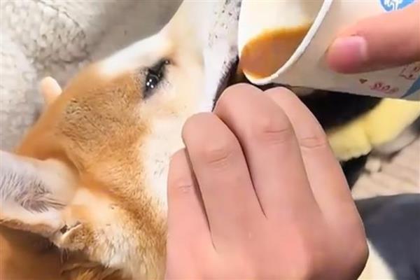 狗狗吐黄水的原因，可能是消化不良所致
