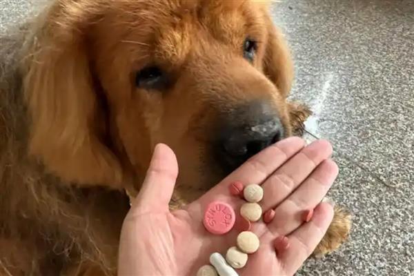 狗狗吐黄水的原因，可能是消化不良所致