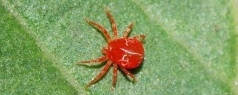 用什么药防治红蜘蛛,可以用阿维菌素、螺虫乙酯等