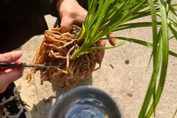 多菌灵泡兰花根的时间,半小时即可