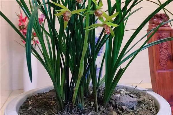 多菌灵泡兰花根的时间,半小时即可