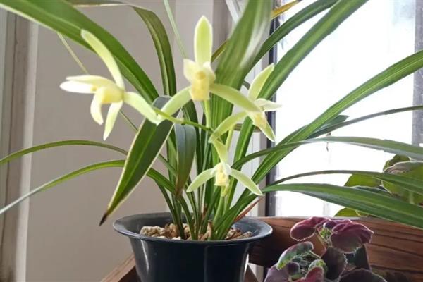 多菌灵泡兰花根的时间,半小时即可