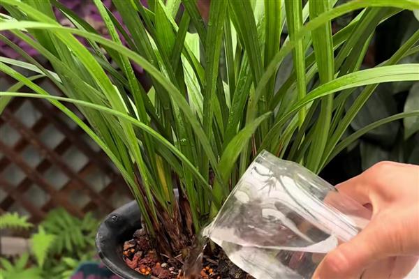 多菌灵泡兰花根的时间,半小时即可