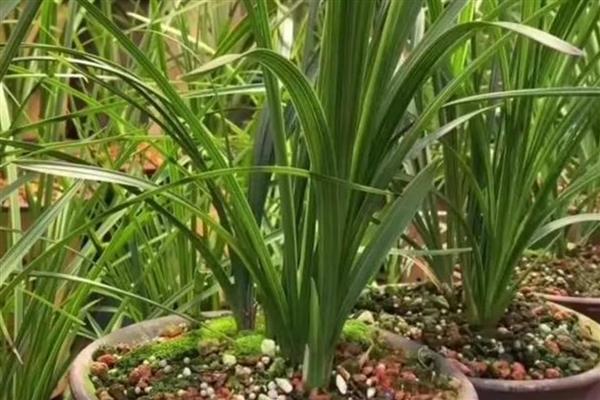 多菌灵泡兰花根的时间,半小时即可