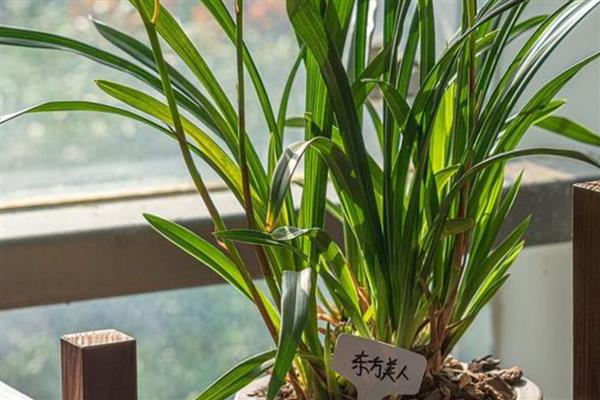 多菌灵泡兰花根的时间,半小时即可