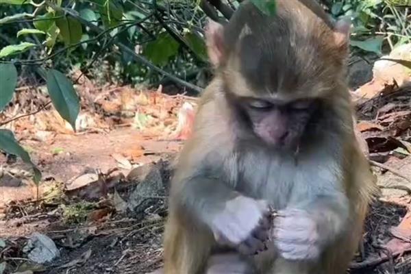 猴子能活多少年，平均寿命约20年左右