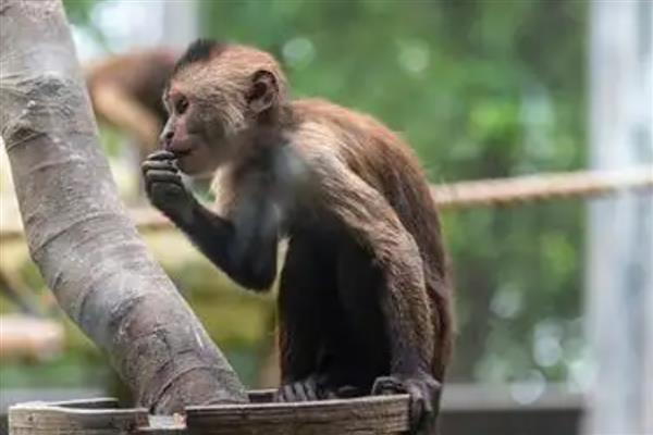 猴子能活多少年，平均寿命约20年左右