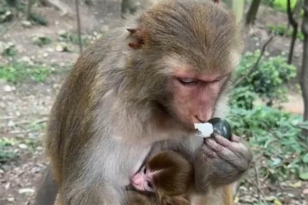 猴子能活多少年，平均寿命约20年左右