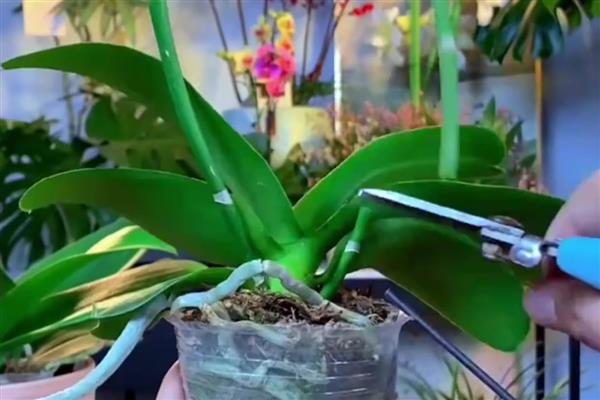 蝴蝶兰开完花后如何换盆，需及时修剪处理