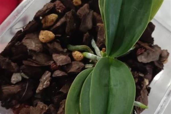 蝴蝶兰开完花后如何换盆，需及时修剪处理